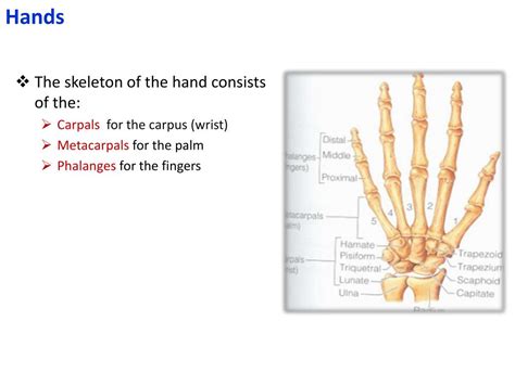 Ppt Bones Of The Upper Limb Powerpoint Presentation Free Download