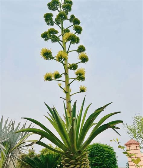 Agave Rosette Images Images Stock Photos D Objects Vectors