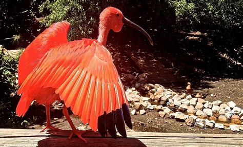 Visiting the Birds of Eden Sanctuary in Plettenberg Bay, South Africa - Roam Far and Wide