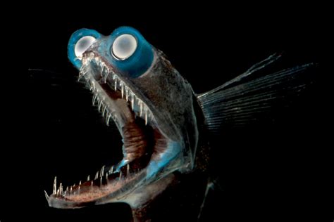 Telescopefish Are Solitary Active Predators Frequenting The Mesopelagic