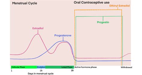 Schematic Illustration Of Circulating Levels Of Estradiol And Download Scientific Diagram