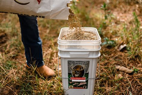 Buck Forage Oats - Buck Forage