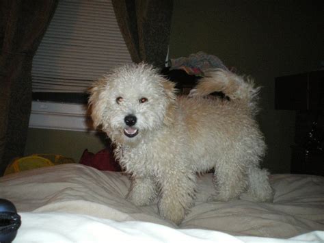 Mix Breed Dog Photos – All Mutt » Poodle Boston Terrier Mix - m5x.eu