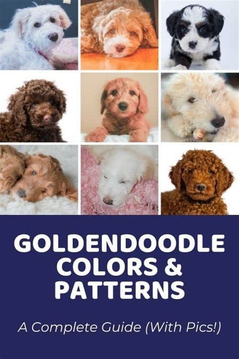 Goldendoodle Colors & Coat Patterns: Complete Guide and Photo Gallery