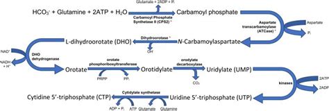 Figure summarising the role of (A) glutamine and glutamate synthesis ...