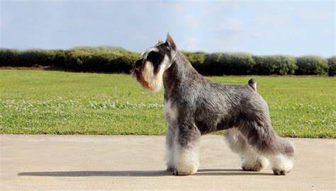 Cuánto Ejercicio Necesita Un Cachorro Schnauzer Miniatura