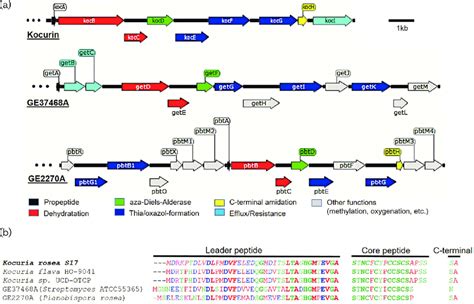 Biosynthetic Gene Cluster BGC Of Kocurin And Homologues A Gene