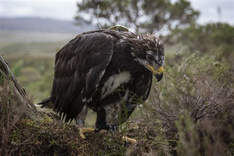 Last Remaining Golden Eagle in England Feared Dead - Newsweek