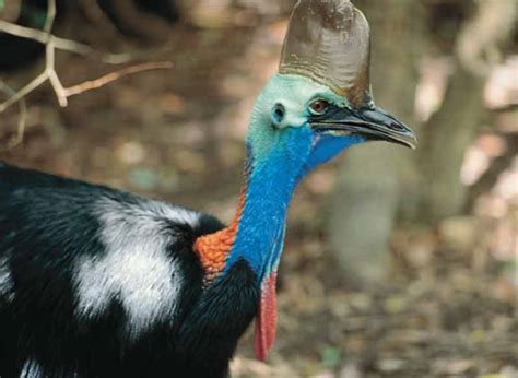 Daintree Rainforest Animals - 10 Amazing Tropical Rainforest Animals