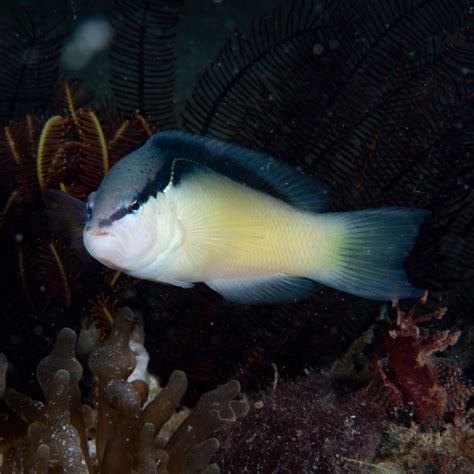 Striped Dottyback Captive Bred Fish And Coral Store