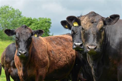 Aberdeen Angus | Chapelton Farm - Aberdeen Angus and Beef Shorthorn