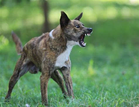 D Couvrez Les Formes D Agressivit Chez Le Chien Qui Vont Vous