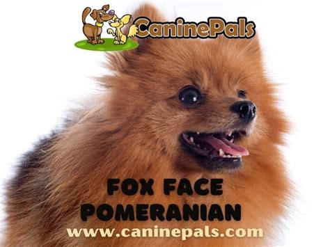 Fox Face Pomeranian - Canine Pals