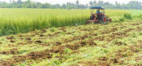 green manure cover crops  role  manuring