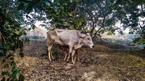 A Cow is Feeding Milk Its Calf. Cow and Calf Stock Photo - Image of ...