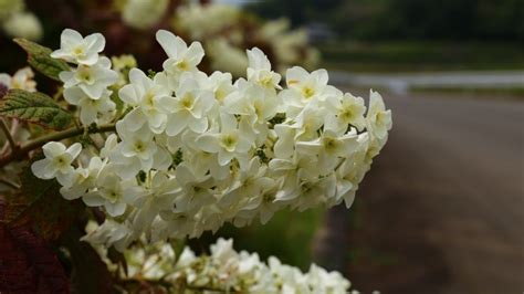 How To Prune Oakleaf Hydrangea A Beginner S Guide