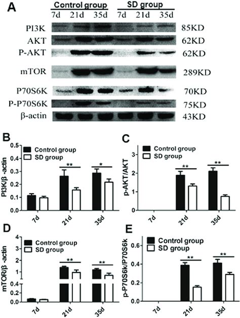 Effect Of Se Deficiency On The Expressions Of Pi K Akt P Akt Mtor