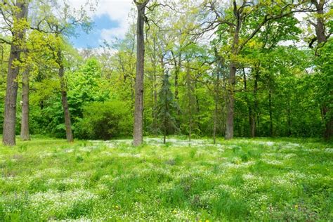 Premium Photo | Green forest and flowers on green grass