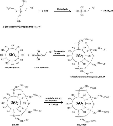 Schematic Diagram Of Surface Functionalization Of Sio Reprinted