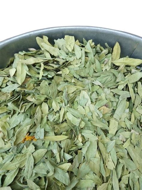 Green Dried Senna Leaf Grade Medicine Grade Packaging Size 30 Kgs