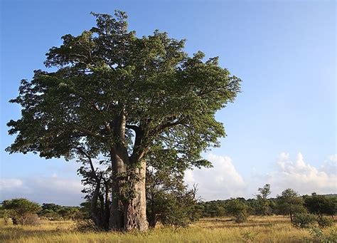 Native Plants Of Madagascar