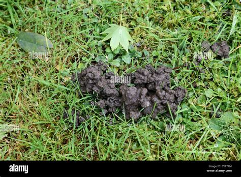 Worm Cast On Lawn England Stock Photo Alamy