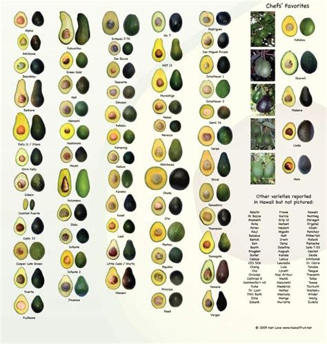 pin  paul dabney  food avocado varieties avocado types avocado tree