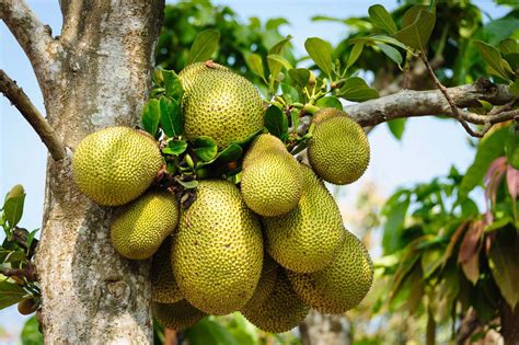 10 Benefits Of Jackfruits In Hindi कटहल खाने के फायदे और नुकसान