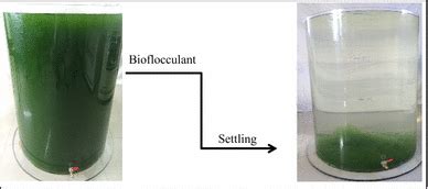 Harvesting Of Freshwater Microalgae With Microbial Bioflocculant A