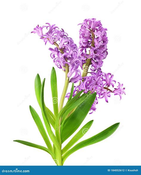 Purple Hyacinth Flower and Green Leaves in a Bouquet Stock Photo - Image of flower, decoration ...