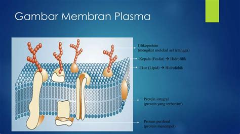 Ppt Sel Eukariotik Deta Pdf