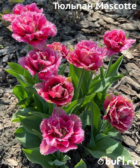 Тюльпан Mascotte | Тюльпаны, Цветок, Цветы