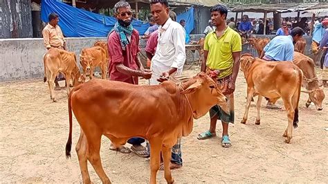 আজ ৩ মে২৩ প্রচুর চাহিদা সম্পন্ন শাহীওয়াল জাতের ষাঁড় বাছুর গরুর