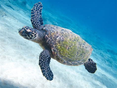 Hawksbill Sea Turtle Baby