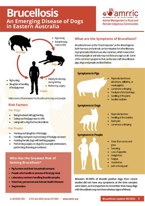 How Is Brucellosis Spread In Dogs