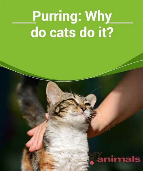 Purring: Why do cats do it? Experts are still discussing what purring ...