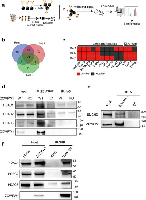 Zcwpw Physically Interacts With Multiple Hdac Proteins A Schematic