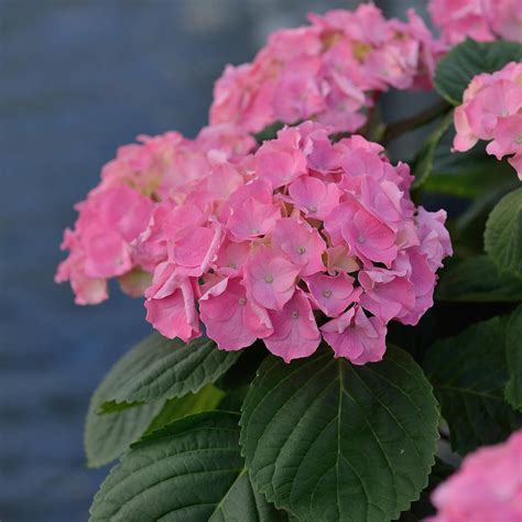 Bauernhortensie Rosita Hydrangea Macrophylla Rosita