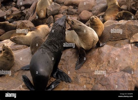 Cape Fur Seal Arctocephalus Pusillus The Female Cow Is Smaller And