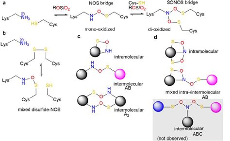 Chemical Structures And Topologies Of NOS And SONOS Redox Switches In