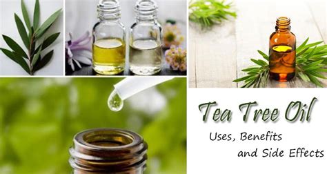 Tea Tree Oil Uses Benefits And Side Effects