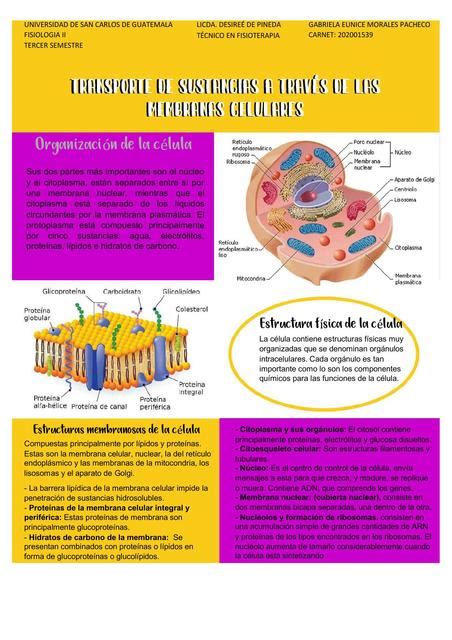 Transporte De Sustancias A Trav S De Las Membranas Celulares Ismael