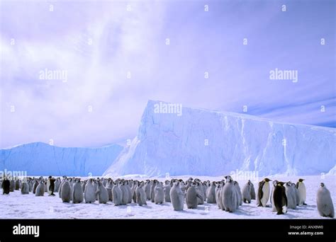 Antarctica, Australian Antarctic Territory, Auster 'EP' Rookery ...