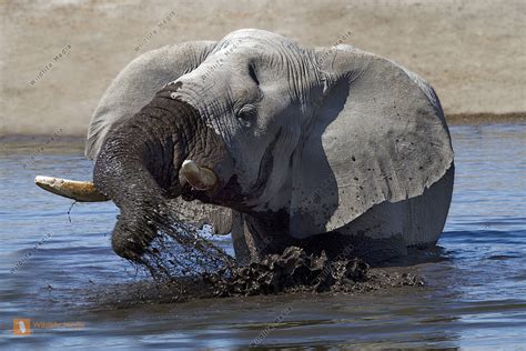 Afrikanischer Elefant Badet Gen Sslich Im Wasser Bild Bestellen