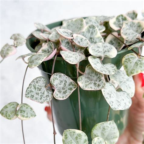 Variegated String Of Hearts 35 Inch Northernridgenursery