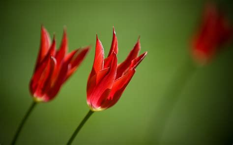 Wallpaper Flowers Red Flower Tulip Flora Bud Petal Land Plant