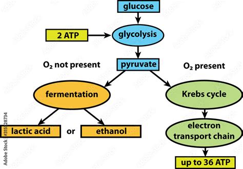 Cellular Respiration Concept Map Starting With Glucose