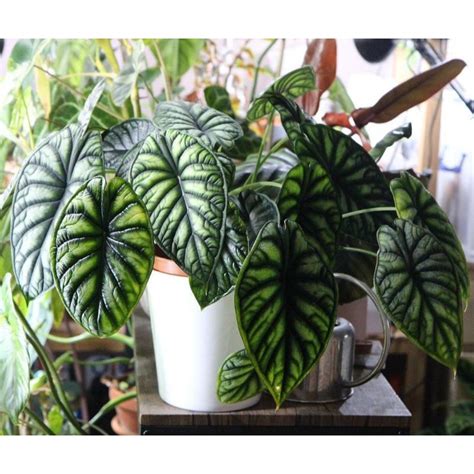 Jual ALOCASIA DRAGON SCALE SILVER DAN HIJAU MURAH BERKUALITAS ASLI