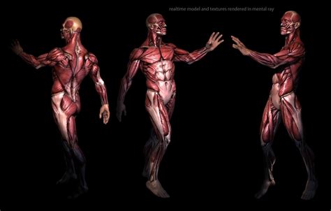 3d Anatomy Wallpapers Top Free 3d Anatomy Backgrounds Wallpaperaccess