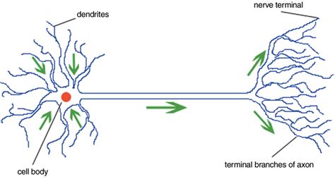 A Neuron The Arrows Indicate Direction Of Signal Conduction